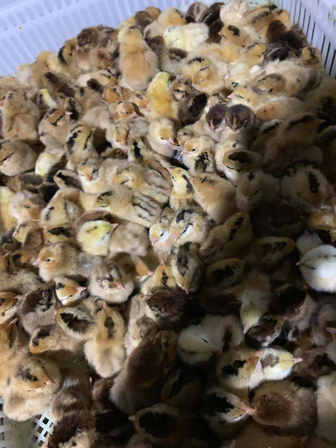 準備發出的土雞苗
